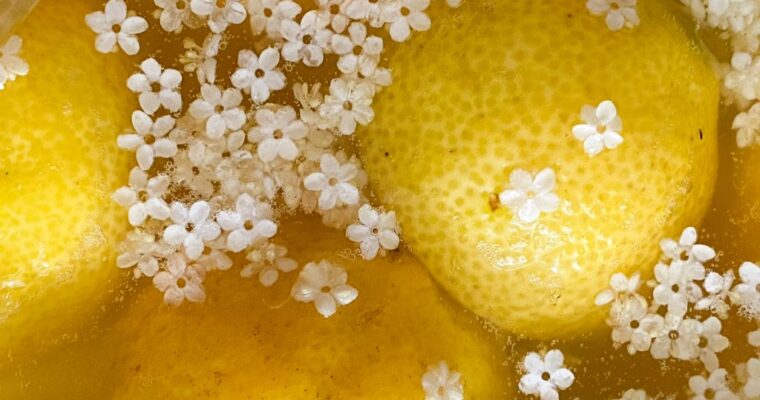 A sip of summer – elderflower fermented drink